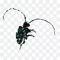 甲虫天线墨水装饰图案昆虫
