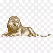 狮子插图-狮子