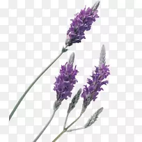 薰衣草油香水-美丽的紫色薰衣草背景材料