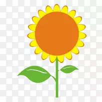 普通向日葵种子插图-向日葵