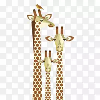 长颈鹿，黄嘴牛啄木鸟，红嘴牛鸟视觉艺术插图-一只扁平长颈鹿
