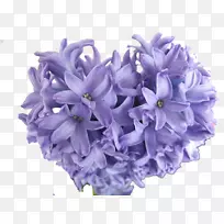东方风信子紫球多年生植物蓝紫风信子图像