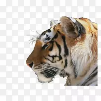 白虎狮子西伯利亚虎猫金虎