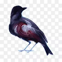鸟类绘画艺术家插画-卡通乌鸦