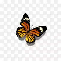 蝴蝶花展示分辨率壁纸-蝴蝶