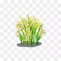 Oryza ativa Rice Google图片下载-Rice