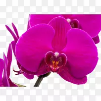 飞蛾兰花紫色谷歌图片-紫色兰花