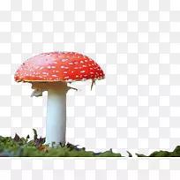 食用菌红色剪贴画-红蘑菇