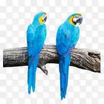 蓝色和黄色的金刚鹦鹉，鲜红的金刚鹦鹉，鸟-蓝鹦鹉