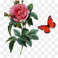 蔷薇金丝雀玫瑰花玫瑰植物学插图玫瑰蝴蝶