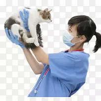 猫狗兽医宠物小猫兽医