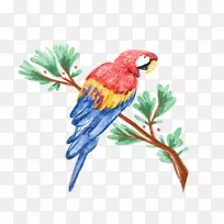 亚马逊鹦鹉水彩画插图水彩画鹦鹉