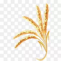 小麦土坯插画穗金小麦