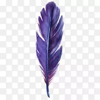 羽毛紫叶绿紫羽叶