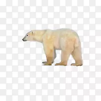 北极熊，你听到什么了？棕熊大熊猫-北极熊的背部