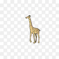 长颈鹿动物群野生动物-长颈鹿