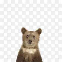 动物印刷购物儿童摄影婴儿棕熊
