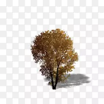 阔叶树纹理映射常绿植物、树木、森林、树叶