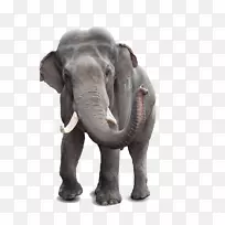 非洲灌木象印度象股摄影白象-动物象