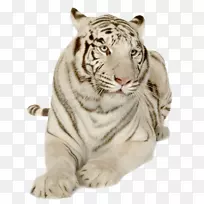 藏獒孟加拉虎苏门答腊虎西伯利亚虎狮虎