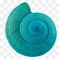 海螺夹艺术-蓝色海螺