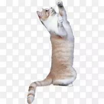 猫老鼠狗鸟猫