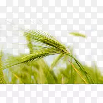 小麦主题天然墙纸-绿色小麦