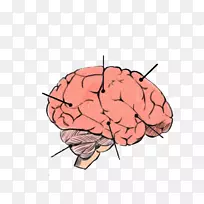 人脑AGY手绘大脑