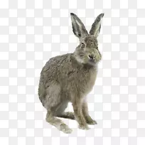 家兔欧洲兔灰兔