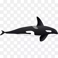 虎鲸海豚剪贴画-黑鲸