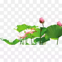 莲藕剪贴画-莲花