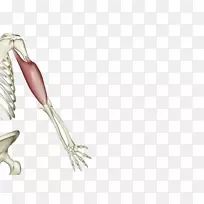 肩部骨骼-人体骨骼