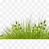 草坪版税-免费摄影插图-漂亮的草