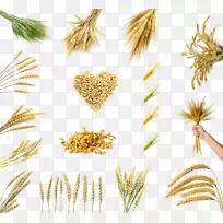 水稻、小麦、谷类作物-小麦品种选择