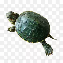 盒形海龟红耳滑块海龟常见的抓取龟-拉伸龟HD