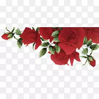 花园玫瑰海滩玫瑰红花浪漫红玫瑰边界