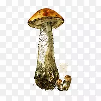 蘑菇水彩画插图.蘑菇图案