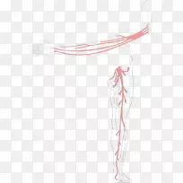血管下载肺泡-血管