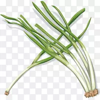 洋葱蔬菜剪贴画.洋葱