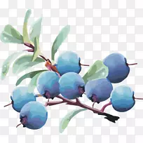 蓝莓果实载体蓝莓果实蓝莓
