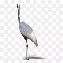 丹顶鹤