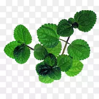 薄荷-新鲜薄荷叶图片材料