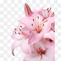 白百合花粉红砧木摄影墙纸-粉红色百合