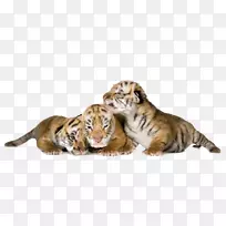 老虎群摄影动物-三只小老虎