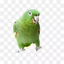 真正的鹦鹉鸟南米利亚马逊绿松石面亚马逊黄头鹦鹉亚马逊鹦鹉