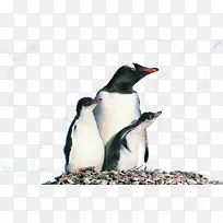 企鹅鸟摄影动物-俯瞰企鹅