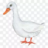 鸭插图-白鸭