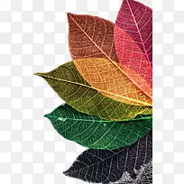 秋天的叶子颜色彩虹秋天的叶子颜色-颜色的叶子纹理