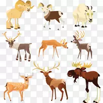 羚羊，麋鹿，驼鹿，有蹄类-藏羚羊，鹿插图