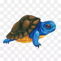 盒形龟图解-蓝海龟